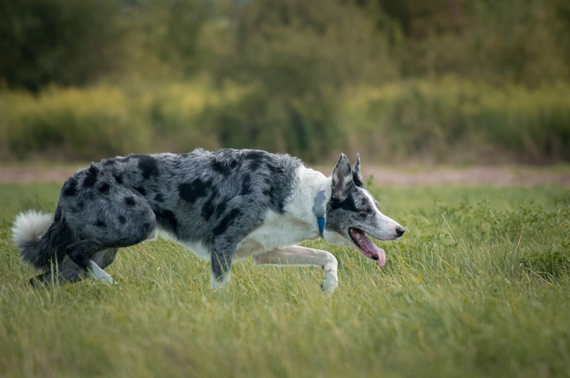 w obroży w trawie.jpg