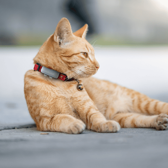 kot z lokalizatorem 3.png