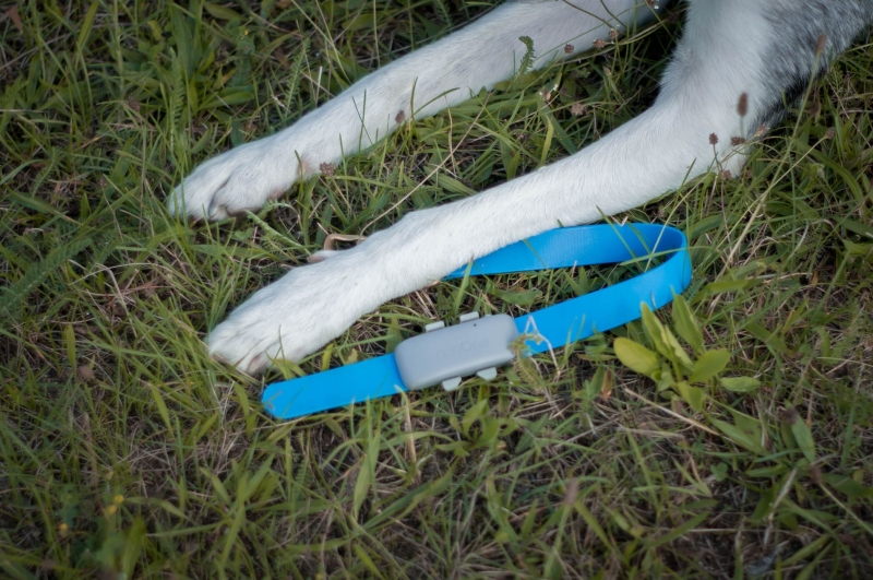 lokalizator przy łapkach.jpg