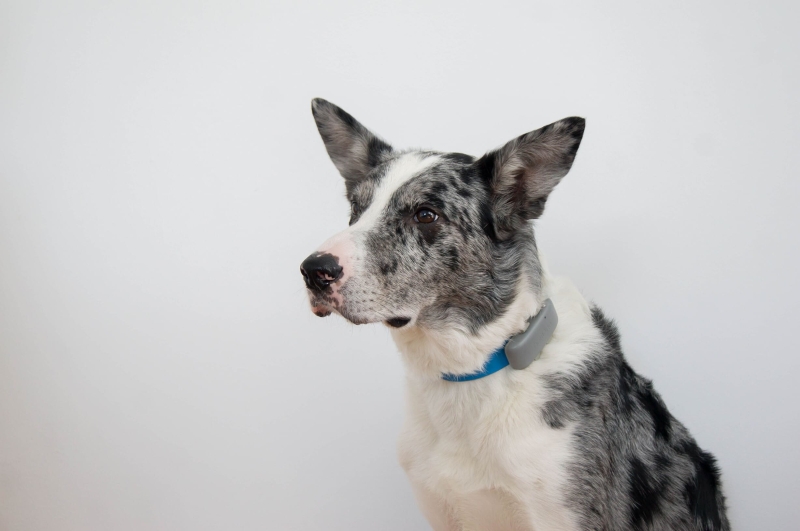 na obroży, szare tło.jpg