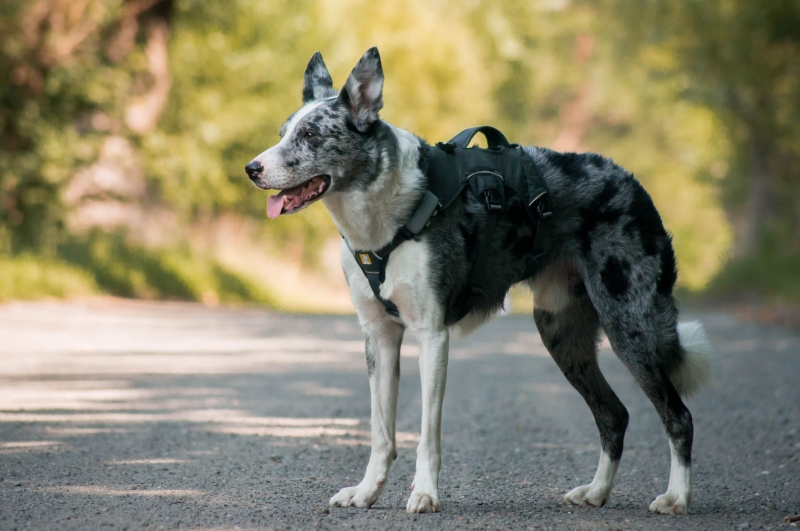 na szelkach w lesie.jpg