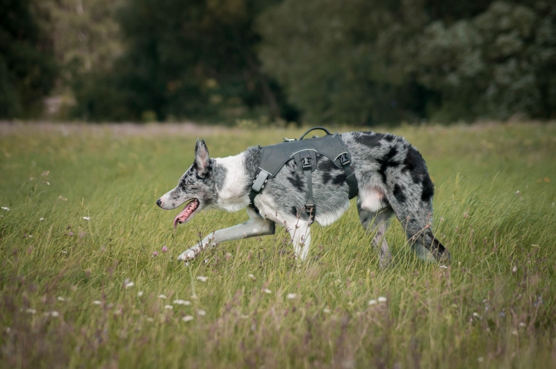 na szelkach w trawie dalsze 2.jpg