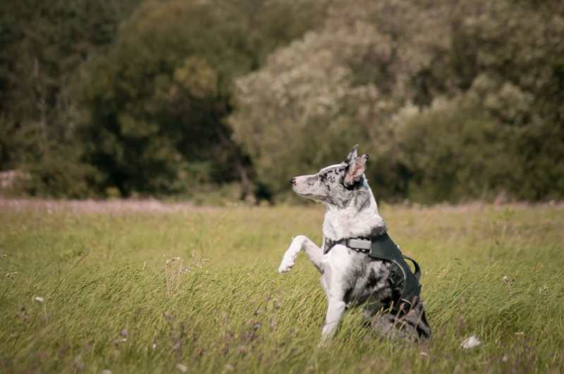 na szelkach w trawie dalsze 3.jpg